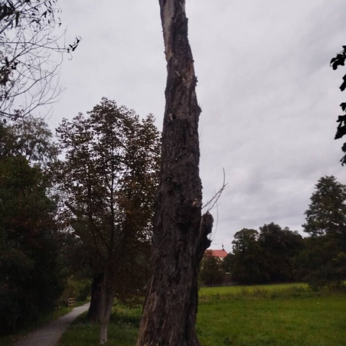 Zieleń miejska — Jest martwe drzewo na środku trawiastego pola, , Ostrzeszów.